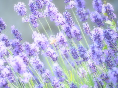 lavender ＆ bees