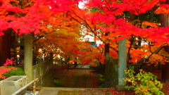 一きわ赤いお寺の紅葉①