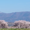 さくら　2019　③