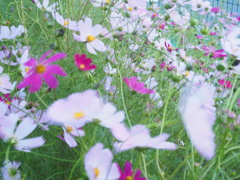 秋桜2020