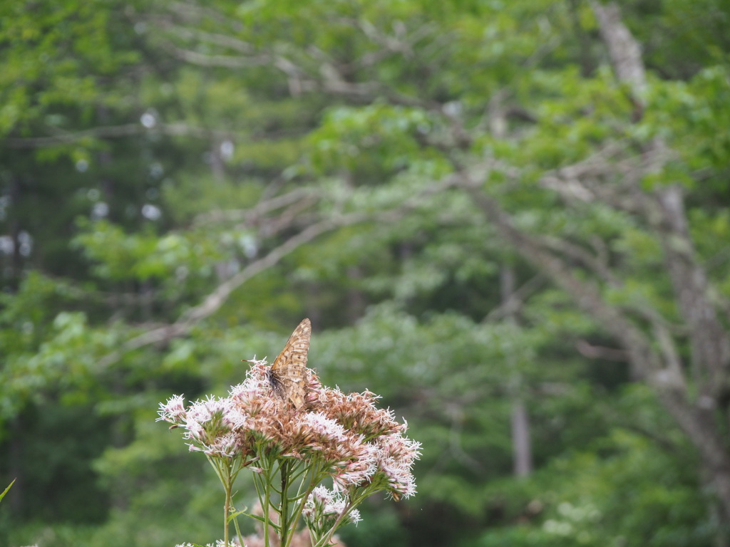 涼を求めて山中に