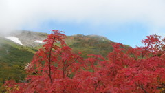 紅葉