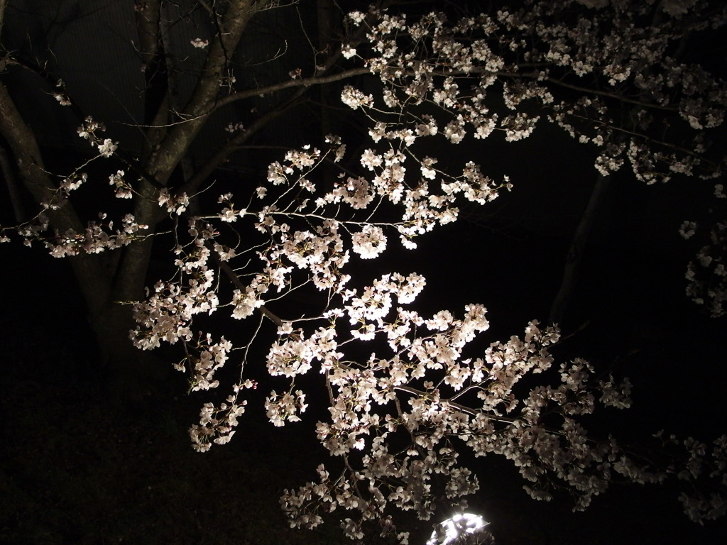 sakura 2014 ②