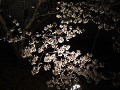 sakura 2014 ②