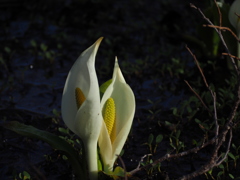 水芭蕉