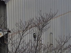 早春　我が家の庭先には…