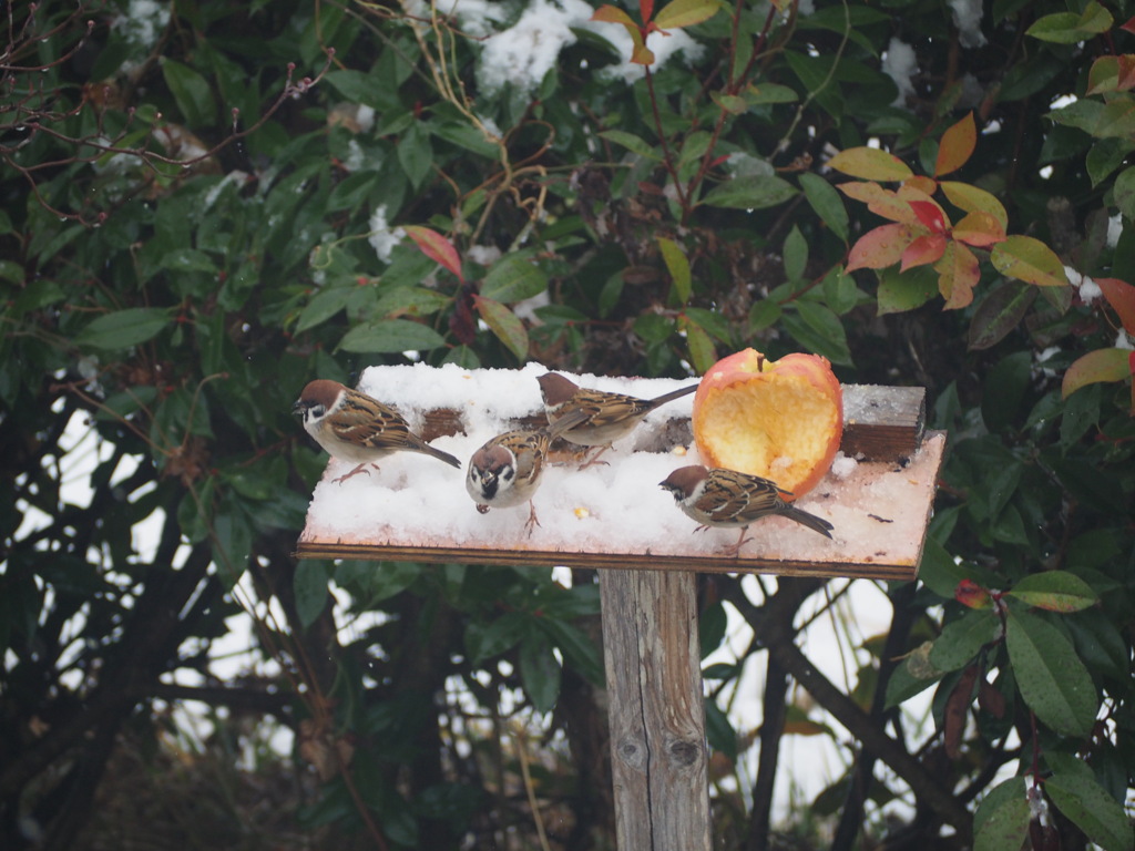 雪に鳥たち