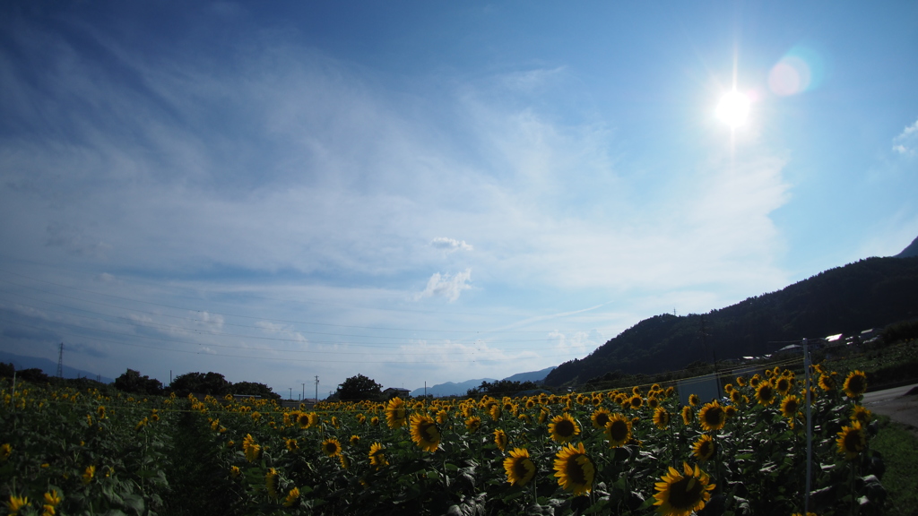 夏だ！！　暑いぜ　ひまわりだ！！