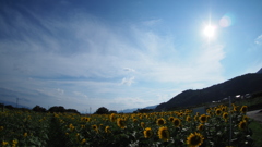 夏だ！！　暑いぜ　ひまわりだ！！