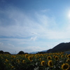 夏だ！！　暑いぜ　ひまわりだ！！