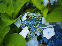 紫陽花