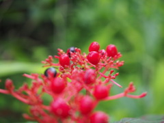 涼を求めて山中に