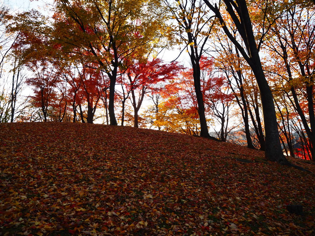 いつもの公園の隅のちょっとこんもりしたところの紅葉です