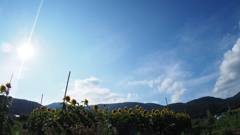 夏だ！！　暑いぜ　ひまわりだ！！