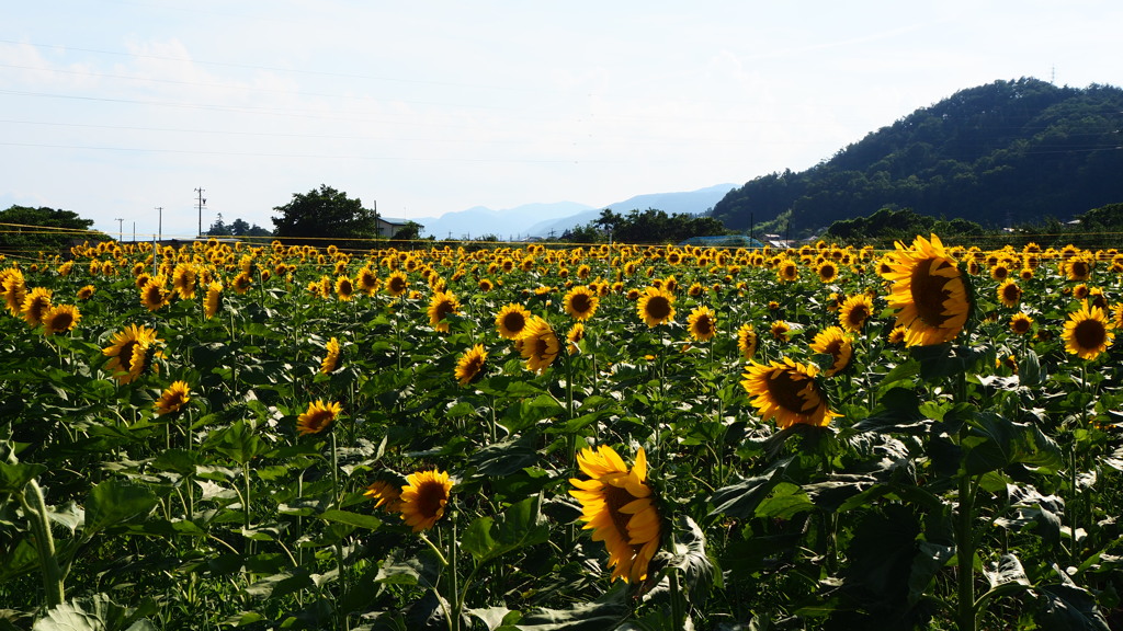 夏だ！！　暑いぜ　ひまわりだ！！
