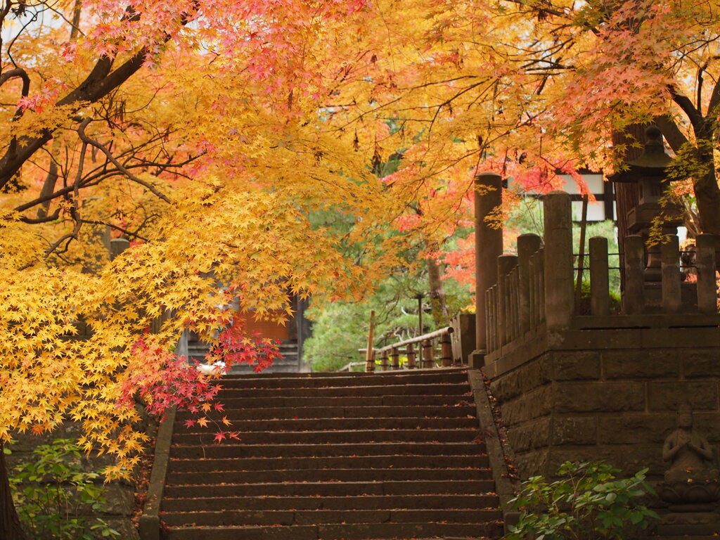 紅葉寺