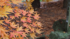 かえでかえで