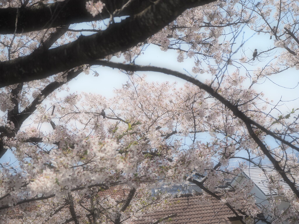 ヒヨドリ