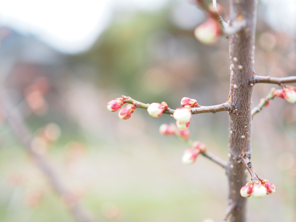 梅花