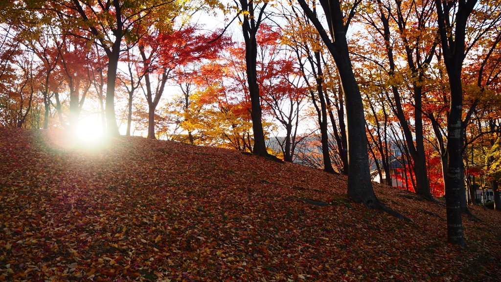 いつもの公園の隅のちょっとこんもりしたところの紅葉です②