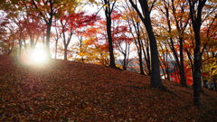 いつもの公園の隅のちょっとこんもりしたところの紅葉です②