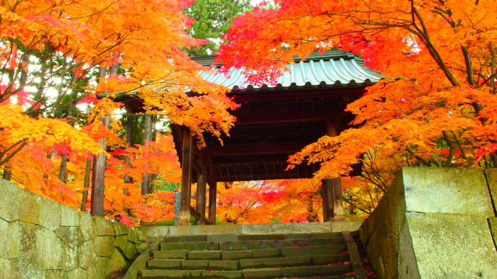 一きわ赤いお寺の紅葉②