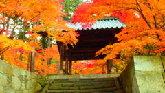 一きわ赤いお寺の紅葉②