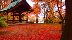 紅
