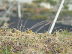 ようこそわが家へ小さな訪問者たち
