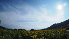夏だ！！　暑いぜ　ひまわりだ！！