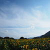 夏だ！！　暑いぜ　ひまわりだ！！