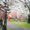 今苦しくても春は必ずまたやってくるから　2020