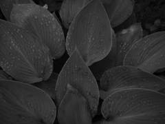 雨上がりの朝に