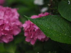 小雨の後に