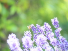 lavender ＆ bees