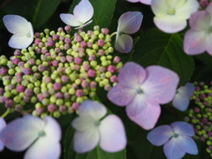予報では最高気温27度　昼から降水確率70%だ