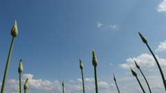 アガパンサスの空　Scene1