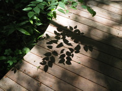 森林植物園