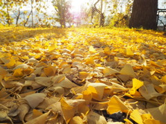 Yellow carpet