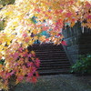 もみじ寺