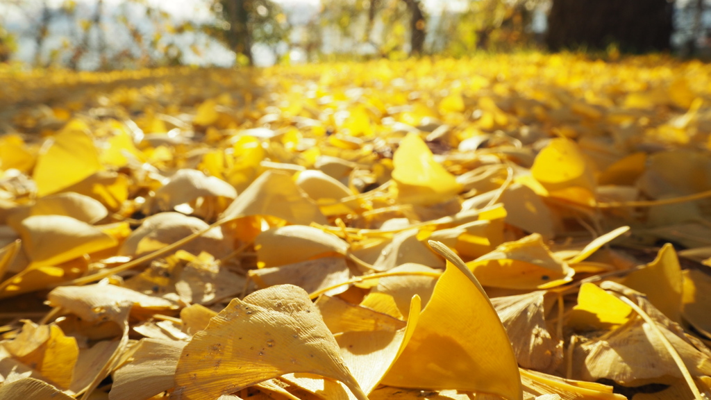 Yellow carpet