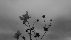 japanese anemone