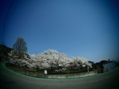 桜の街で