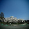 桜の街で