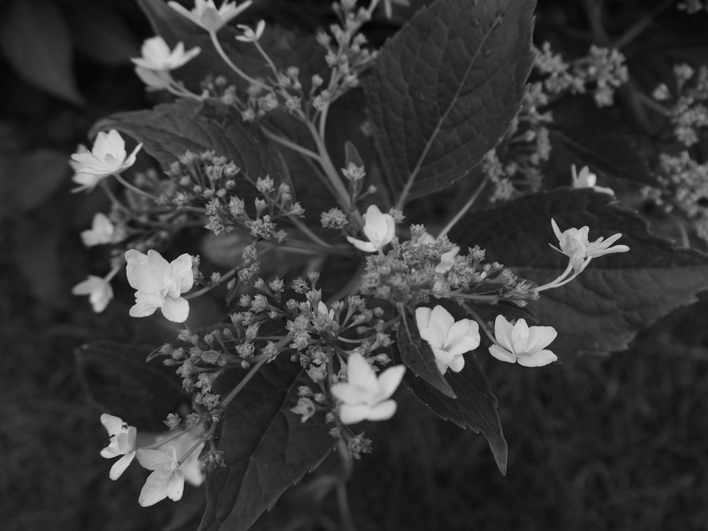 墨田の花火