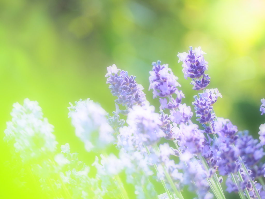 lavender