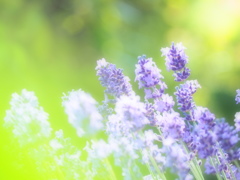 lavender