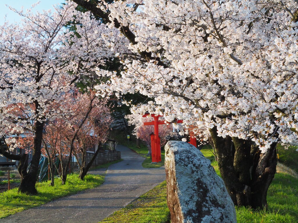 今苦しくても春は必ずまたやってくるから　2020
