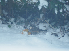 ようこそわが家へ小さな訪問者たち