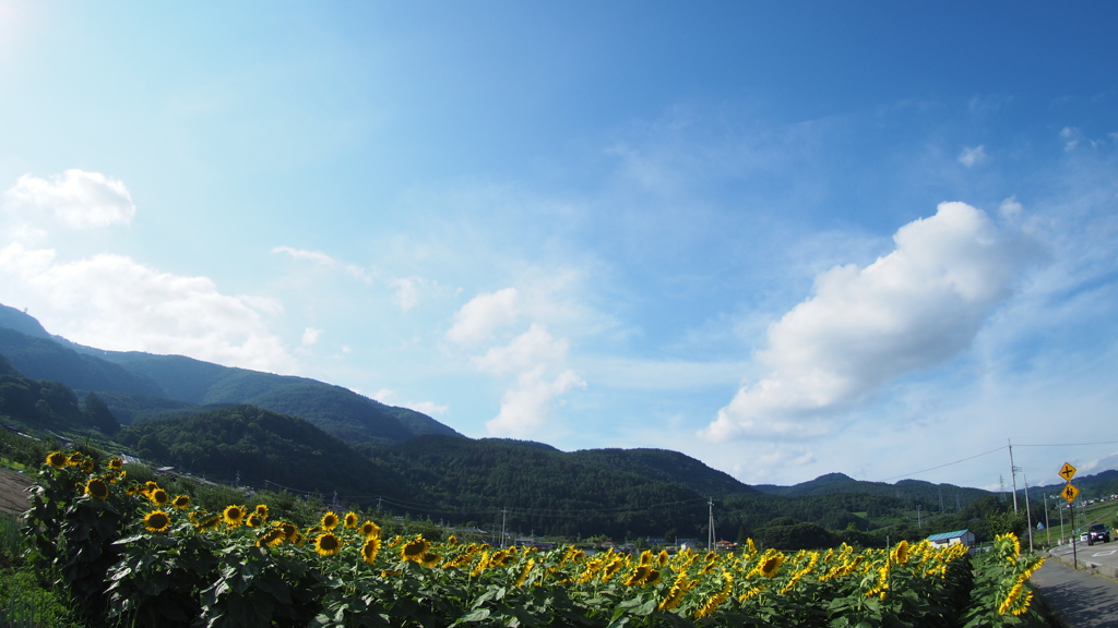 夏だ！！　暑いぜ　ひまわりだ！！